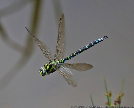 Southern hawker dragonfly